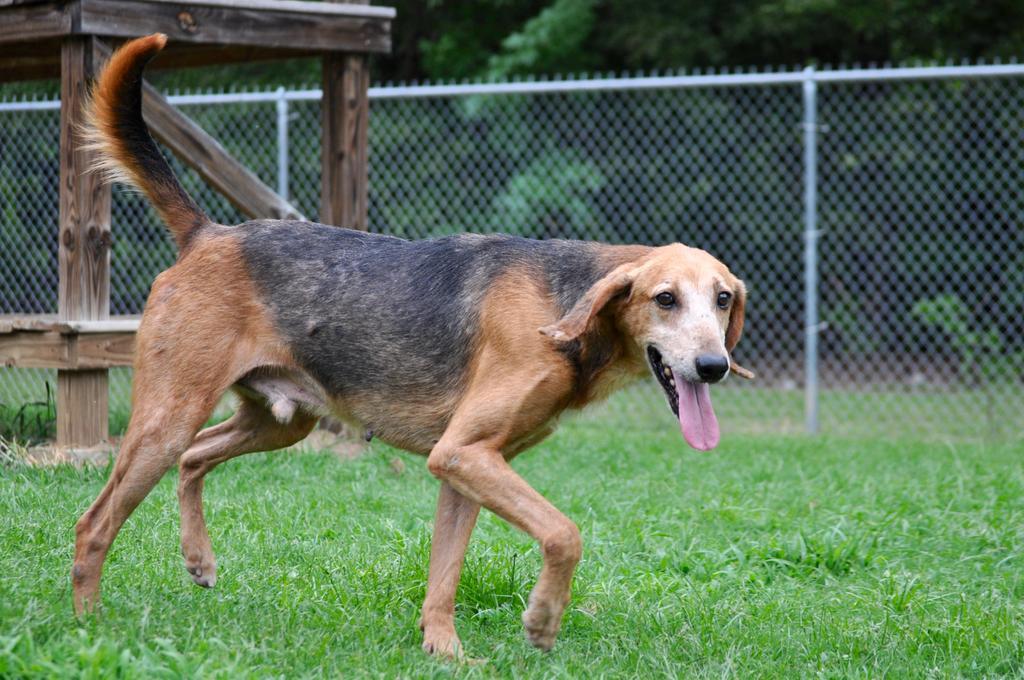 COLONEL MUSTARD, an adoptable Mixed Breed in Florence, SC, 29506 | Photo Image 5