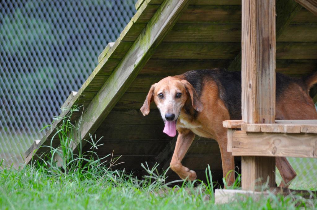 COLONEL MUSTARD, an adoptable Mixed Breed in Florence, SC, 29506 | Photo Image 6