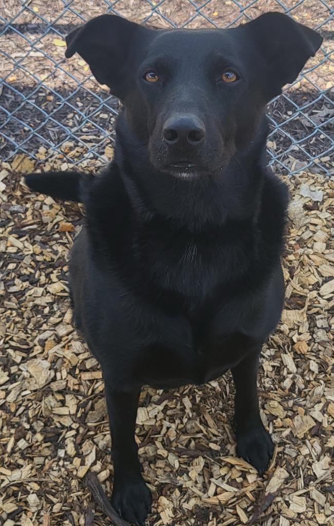 Alicia / AC 24244, an adoptable Labrador Retriever & Retriever Mix in Greeneville, TN_image-1