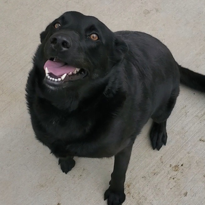 Alicia / AC 24244, an adoptable Labrador Retriever & Retriever Mix in Greeneville, TN_image-3