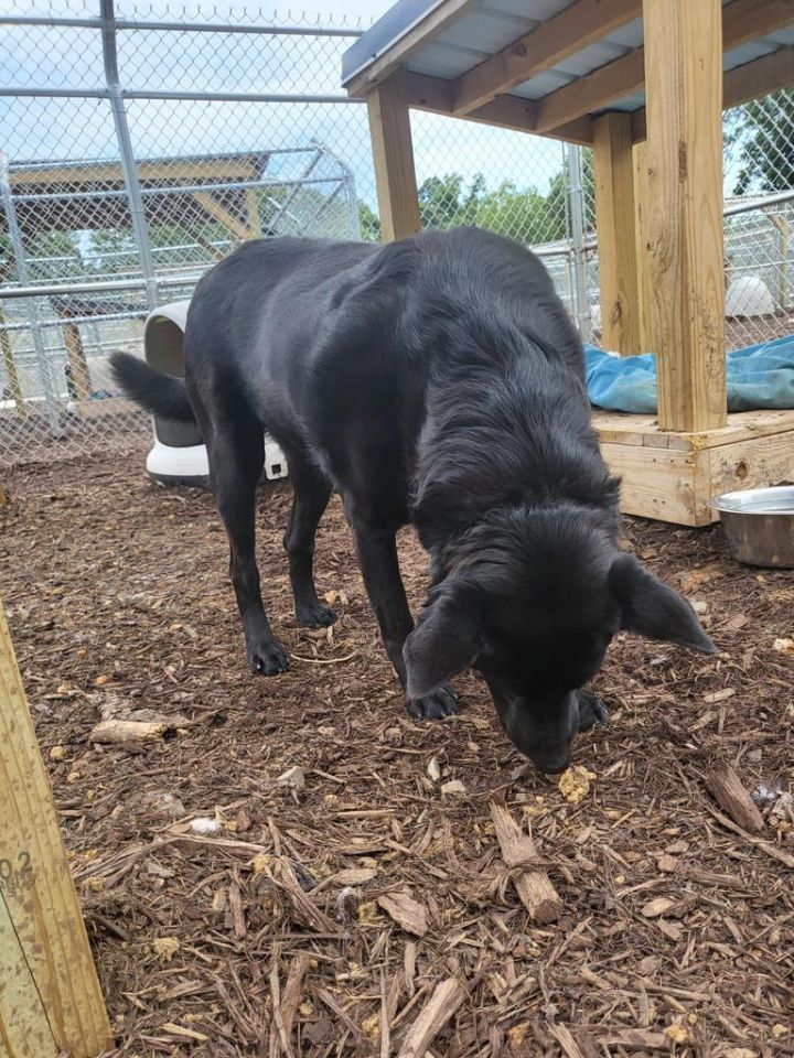 Alicia / AC 24244, an adoptable Labrador Retriever & Retriever Mix in Greeneville, TN_image-4
