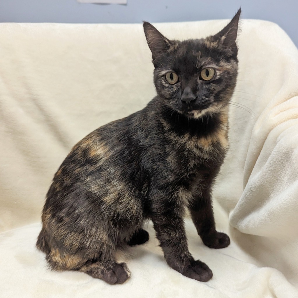 Cat for adoption - Calla Lily, a Domestic Short Hair in Laurie, MO ...