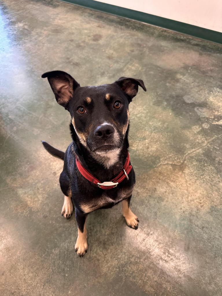 Mona, an adoptable Terrier, Labrador Retriever in Big Spring, TX, 79720 | Photo Image 1