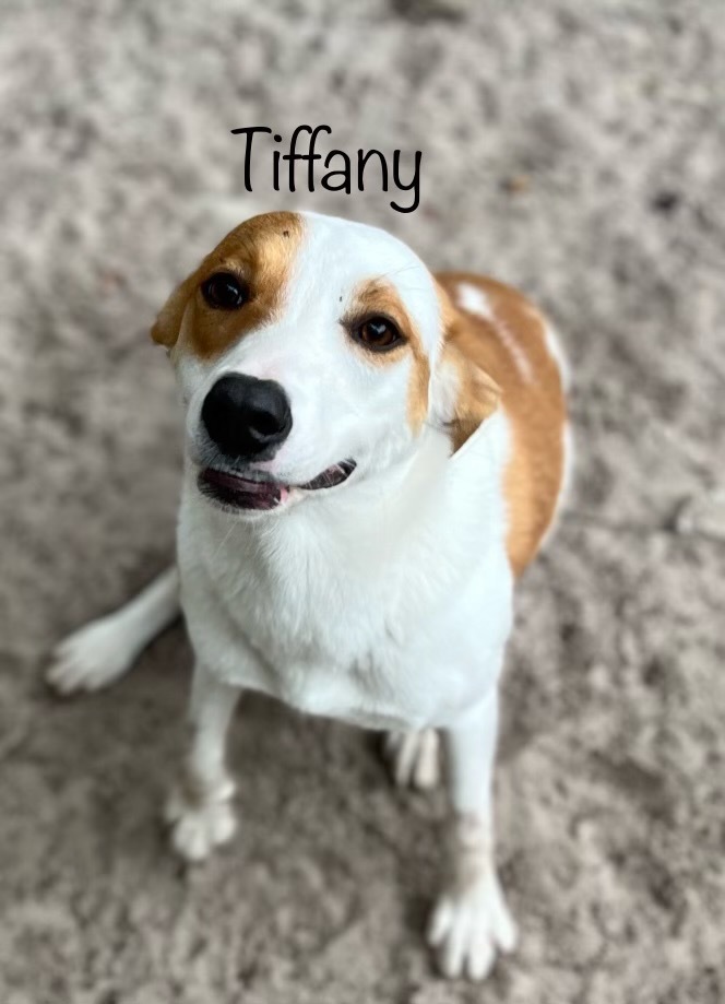 Tiffany, an adoptable Retriever, Boston Terrier in Fulton, TX, 78358 | Photo Image 1