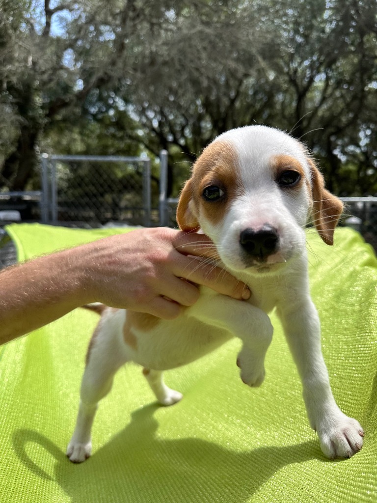 Tiffany, an adoptable Retriever, Boston Terrier in Fulton, TX, 78358 | Photo Image 3