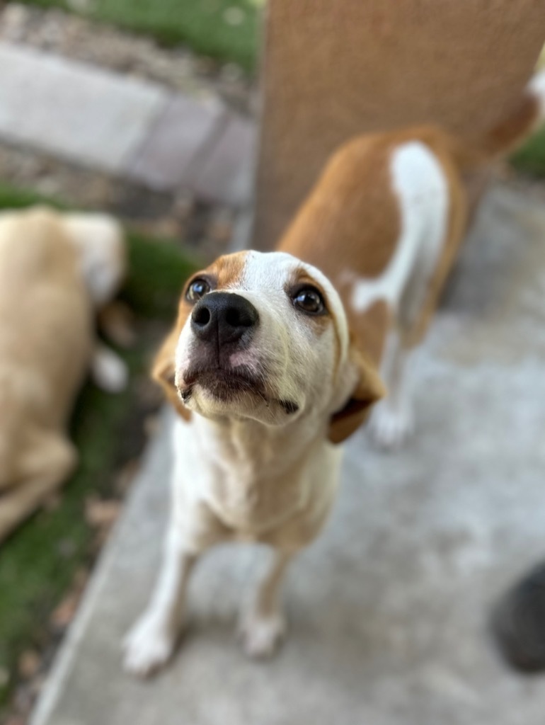 Tiffany, an adoptable Retriever, Boston Terrier in Fulton, TX, 78358 | Photo Image 4