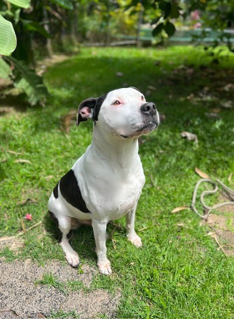Kasey, an adoptable Pit Bull Terrier in Kaneohe, HI, 96744 | Photo Image 1