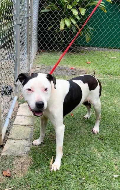 Kasey, an adoptable Pit Bull Terrier in Kaneohe, HI, 96744 | Photo Image 3