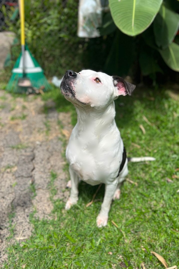 Kasey, an adoptable Pit Bull Terrier in Kaneohe, HI, 96744 | Photo Image 4
