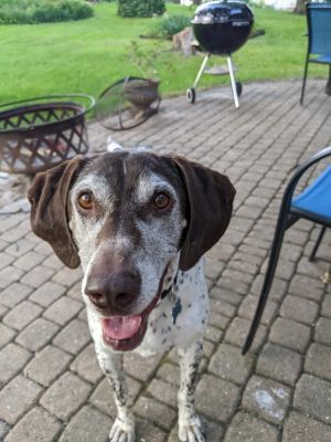 Dog for adoption - Tucker, a Mixed Breed in Deerfield, WI