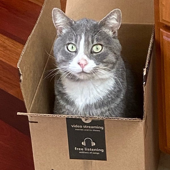 Gary, an adoptable Tabby in San Jose, CA, 95112 | Photo Image 1