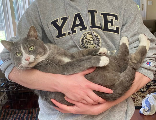 Gary, an adoptable Tabby in San Jose, CA, 95112 | Photo Image 2