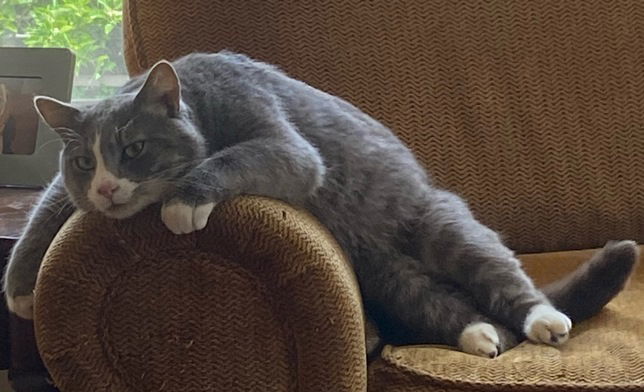 Gary, an adoptable Tabby in San Jose, CA, 95112 | Photo Image 3