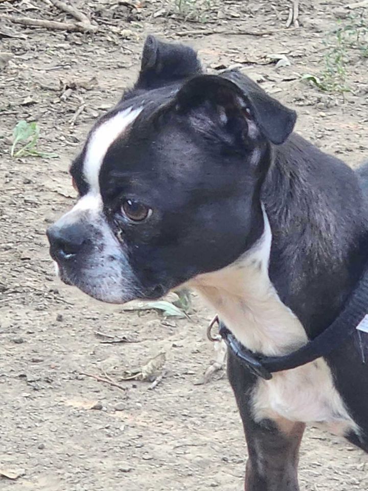 Boston terrier best sale and boxer mix