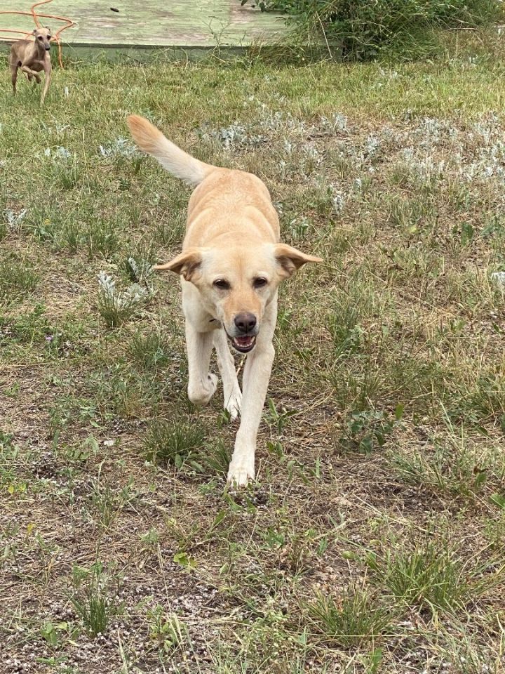 Winnie, an adoptable Yellow Labrador Retriever Mix in Bellaire, TX_image-2