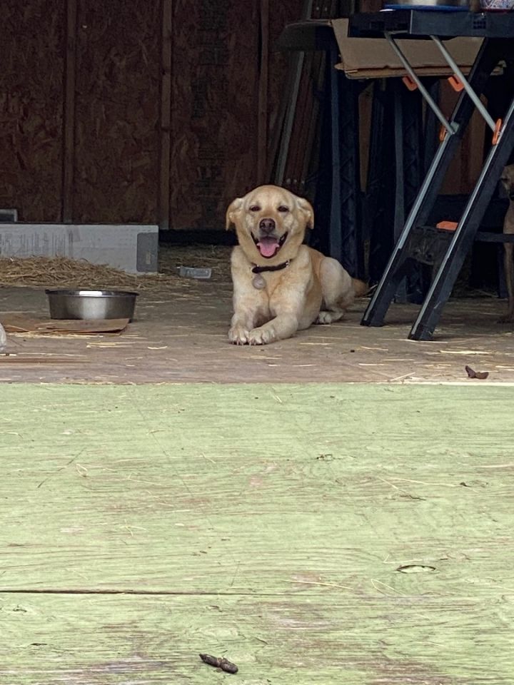 Winnie, an adoptable Yellow Labrador Retriever Mix in Bellaire, TX_image-3