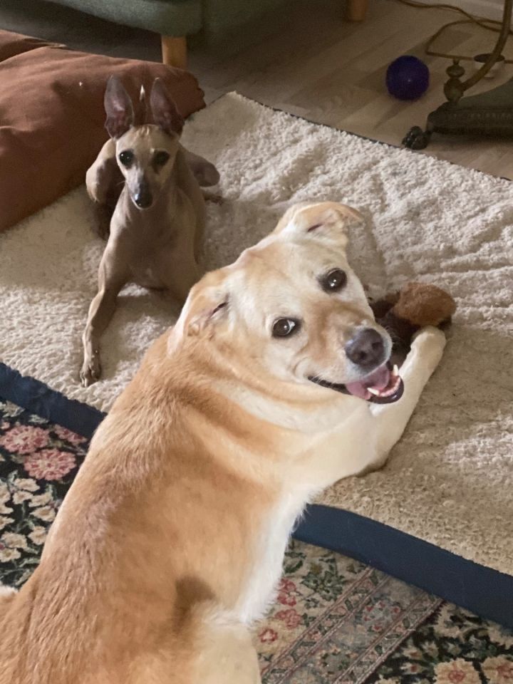 Winnie, an adoptable Yellow Labrador Retriever Mix in Bellaire, TX_image-4