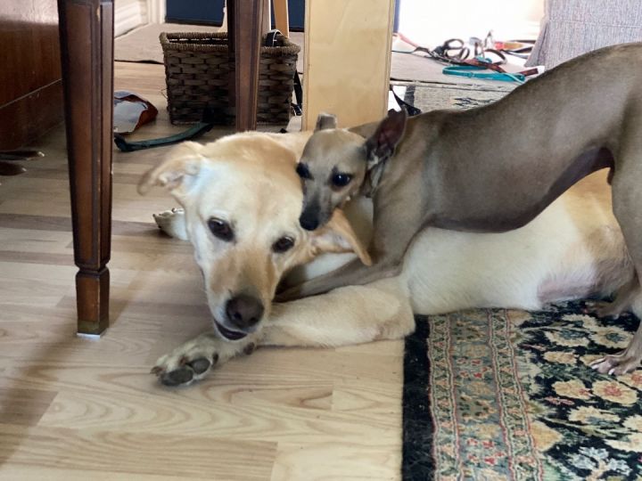 Winnie, an adoptable Yellow Labrador Retriever Mix in Bellaire, TX_image-5