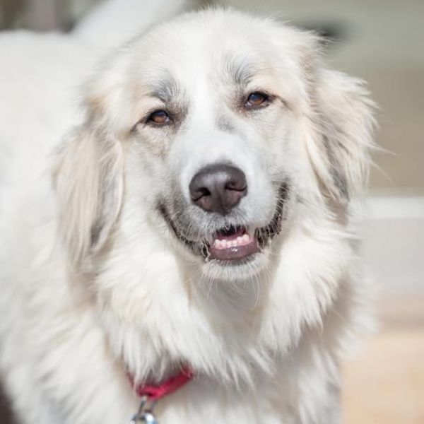 Bea