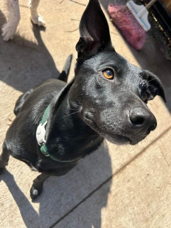 Loki 2