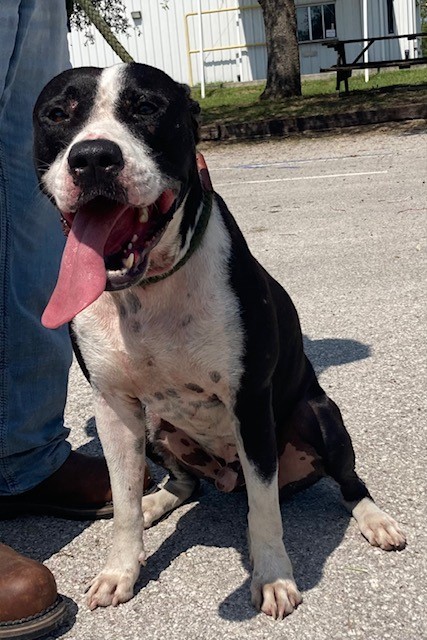 Dog for adoption Spanky an American Bulldog Mix in Bronson FL