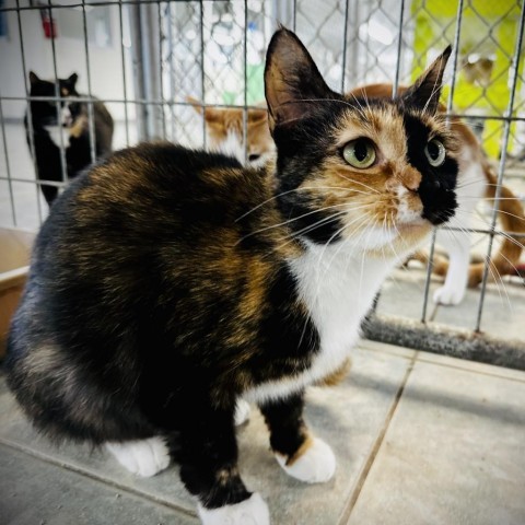 Poppy Pomfrey, an adoptable Domestic Short Hair in East Smithfield, PA_image-3