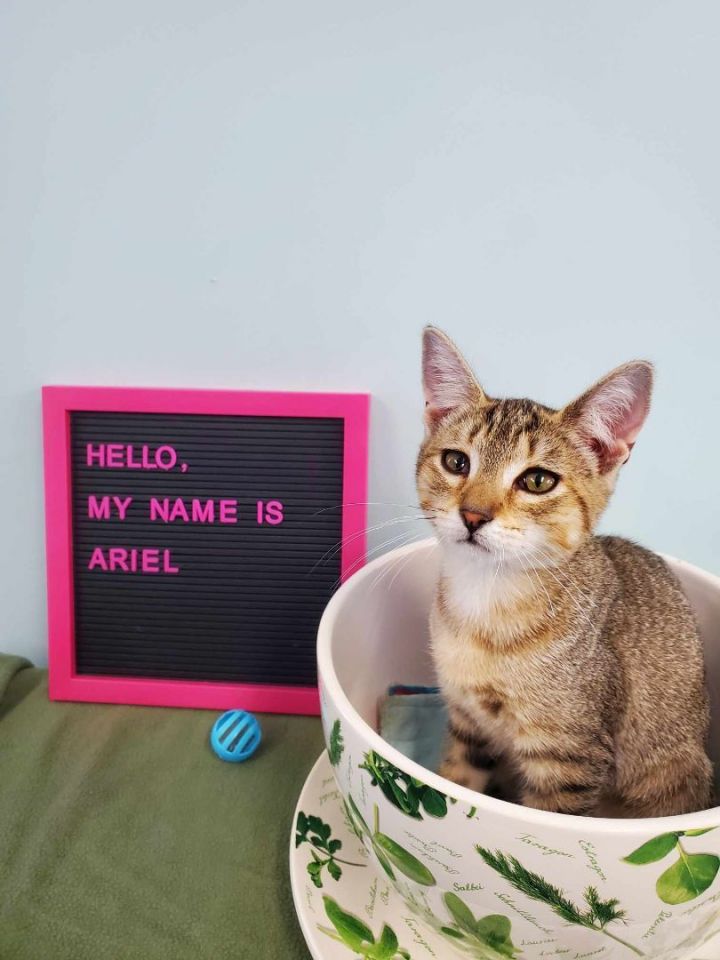 Ariel, an adoptable Domestic Short Hair in Florenceville, NB_image-1