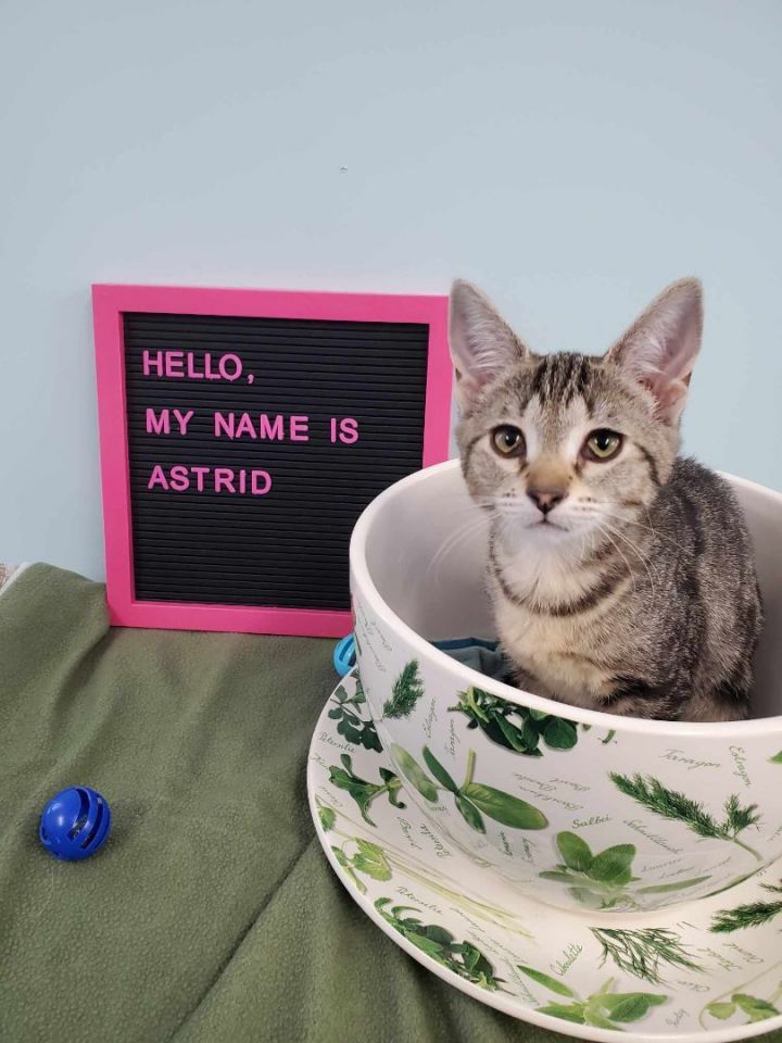Astrid, an adoptable Domestic Short Hair in Florenceville, NB_image-1