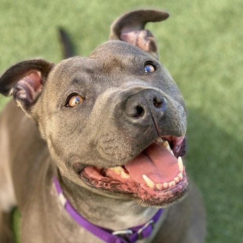 Trudy, an adoptable Pit Bull Terrier in Los Angeles, CA_image-1