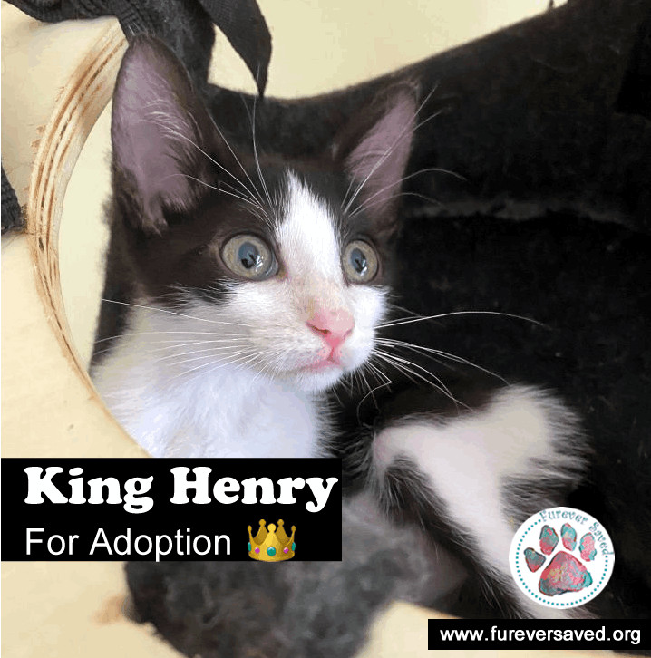 Henry aka the king 2