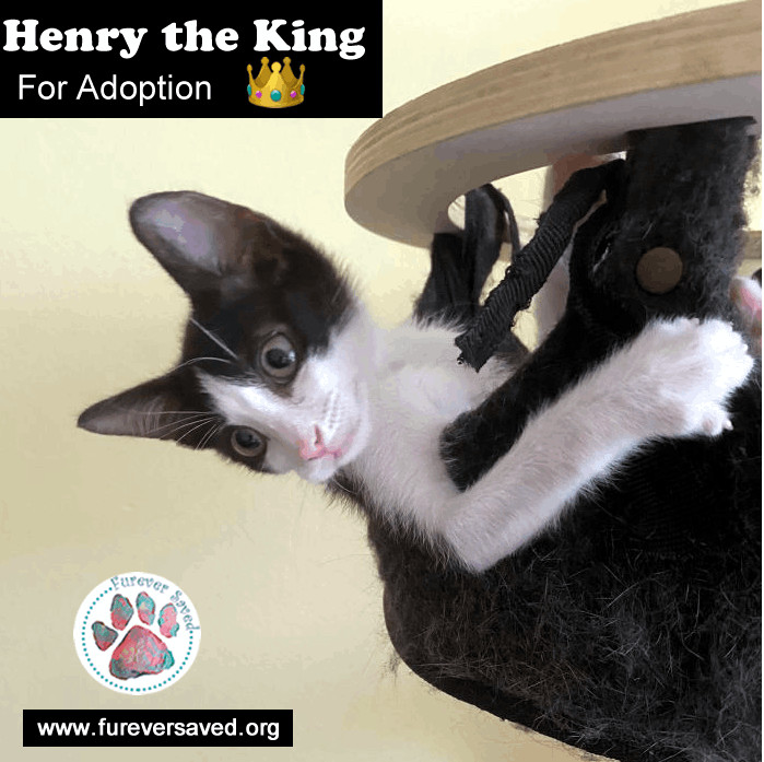 Henry aka the king, an adopted American Shorthair Mix in Nashua, NH_image-1