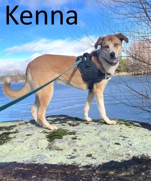 Kenna, an adoptable Whippet, Carolina Dog in Mountain View, AR, 72560 | Photo Image 1