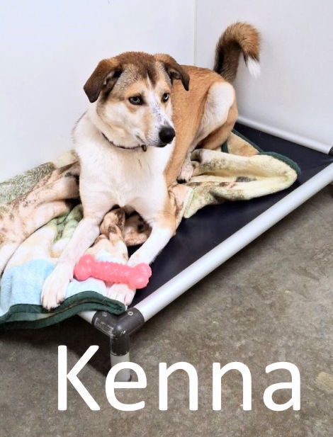 Kenna, an adoptable Carolina Dog in Mountain View, AR, 72560 | Photo Image 1