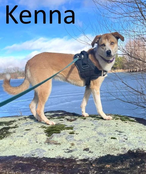Kenna, an adoptable Carolina Dog in Mountain View, AR, 72560 | Photo Image 2