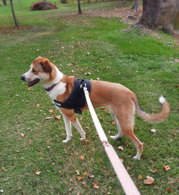 Kenna, an adoptable Whippet, Carolina Dog in Mountain View, AR, 72560 | Photo Image 3