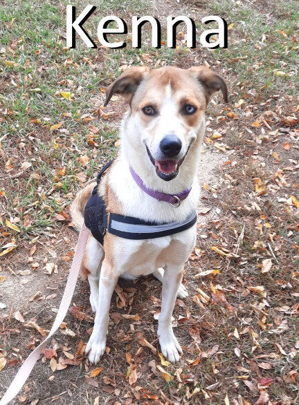 Kenna, an adoptable Carolina Dog in Mountain View, AR, 72560 | Photo Image 3