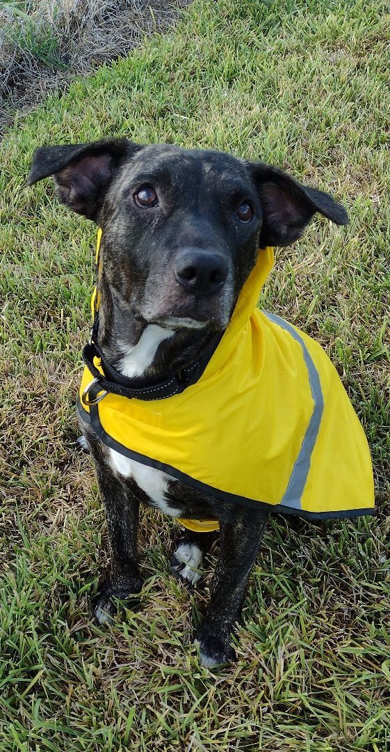 Dog for adoption Cuddly Kenna, a Labrador Retriever & Plott Hound Mix