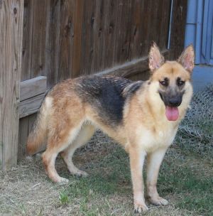 Callie Mae, Young Female unknown