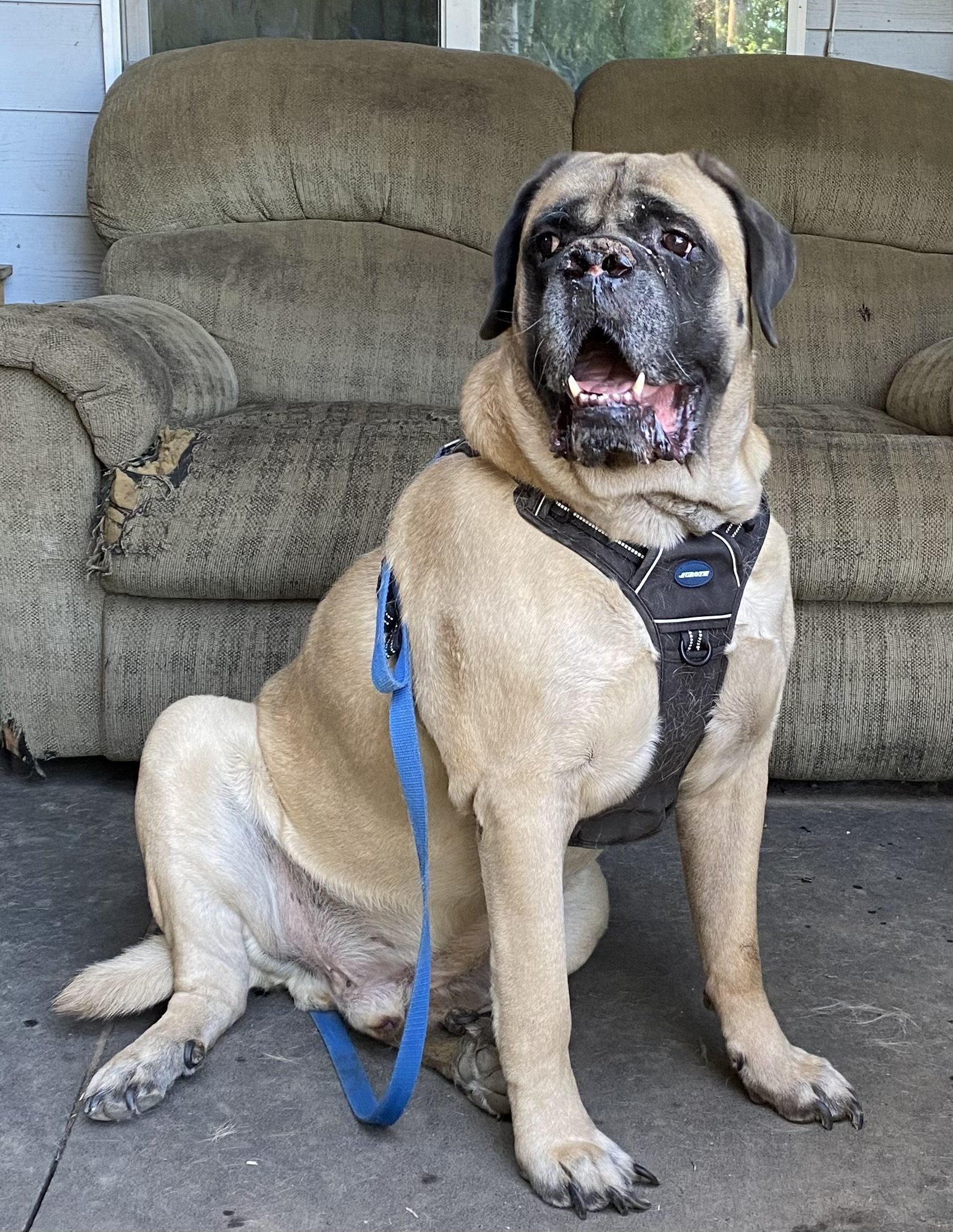 Thor, an adoptable Mastiff in McMinnville, OR, 97128 | Photo Image 1