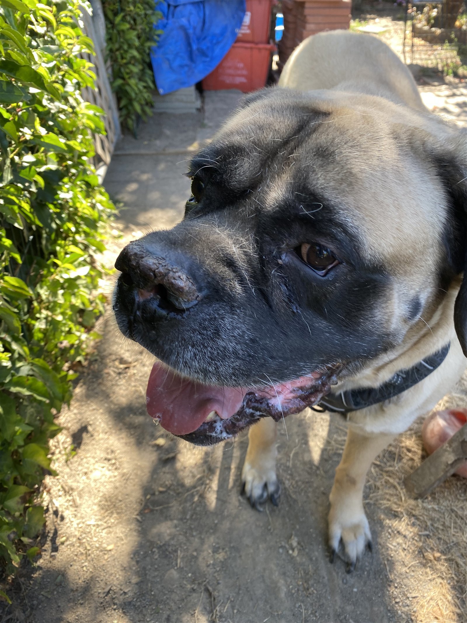 Thor, an adoptable Mastiff in McMinnville, OR, 97128 | Photo Image 3