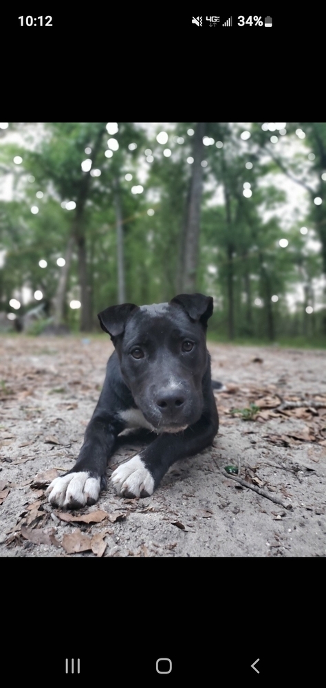 Remedy, an adoptable Labrador Retriever in Ocala, FL, 34475 | Photo Image 1