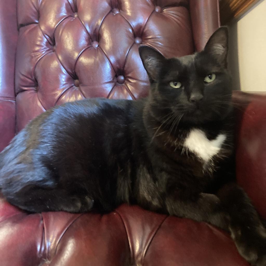 Saprks - MISSING, an adoptable Domestic Medium Hair in Lynchburg, VA, 24502 | Photo Image 1