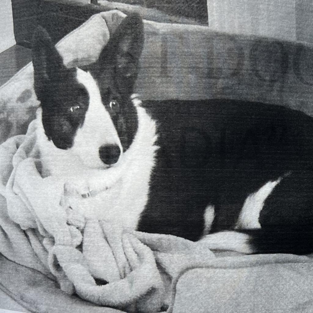 Nadia (Noddy) - MISSING, an adoptable Cardigan Welsh Corgi in Lynchburg, VA, 24502 | Photo Image 1