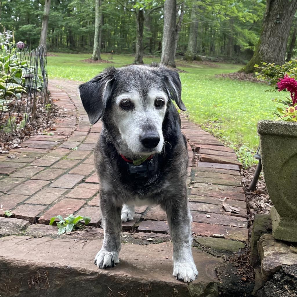 Maple - MISSING, an adoptable Beagle in Lynchburg, VA, 24502 | Photo Image 1