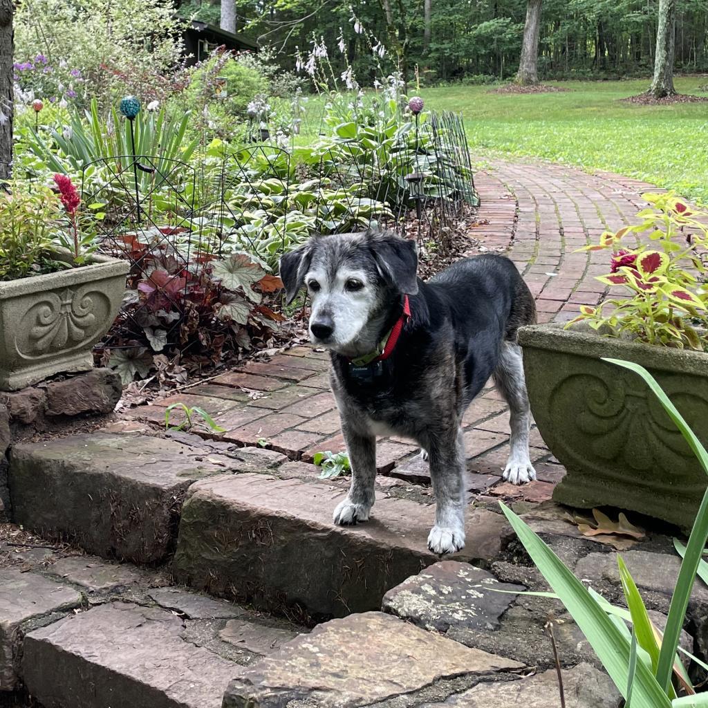 Maple - MISSING, an adoptable Beagle in Lynchburg, VA, 24502 | Photo Image 2