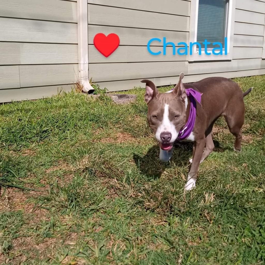 Chantal