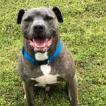 Sarge, an adoptable Pit Bull Terrier in Hackett, AR, 72937 | Photo Image 2