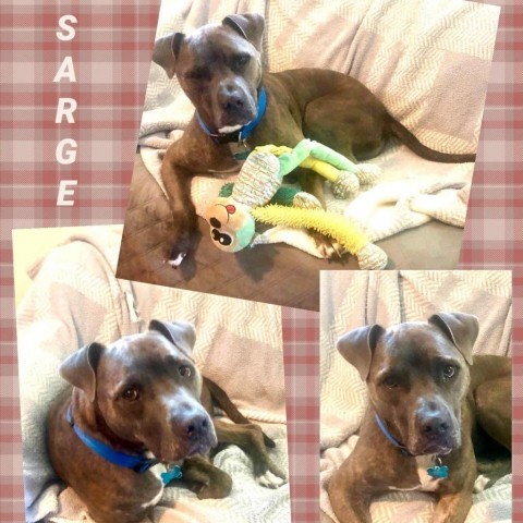 Sarge, an adoptable Pit Bull Terrier in Hackett, AR, 72937 | Photo Image 3