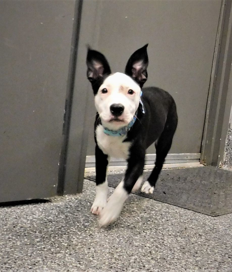 Dog for adoption Orca, a Pit Bull Terrier & Boxer Mix in Siloam