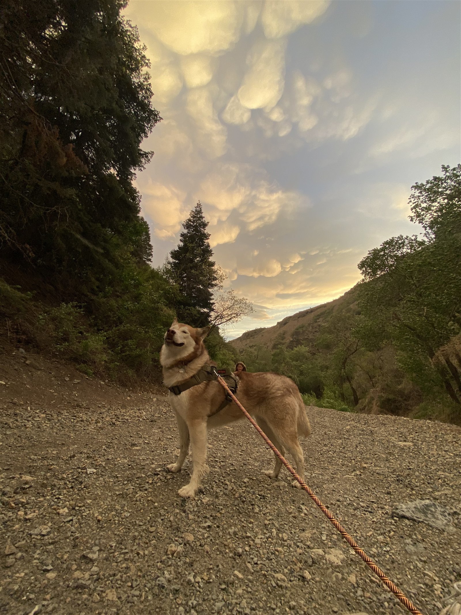 Keela, an adoptable Husky in Salt Lake City, UT, 84171 | Photo Image 2